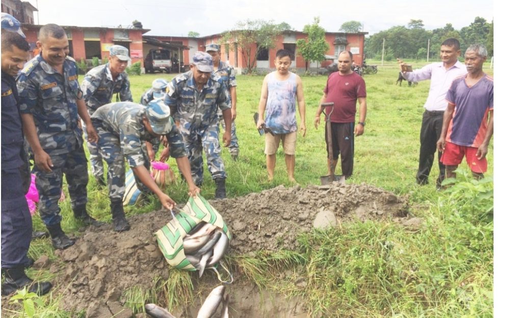कनकाईबाट अवैध भारतीय माछा बरामद